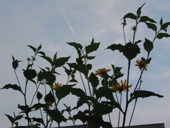 Wanderausstellung rund um den Stenshof - Hier klicken