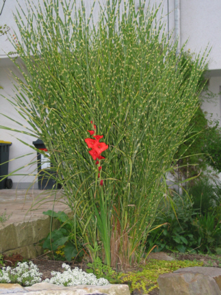 Wanderausstellung rund um den Stenshof - Hier klicken