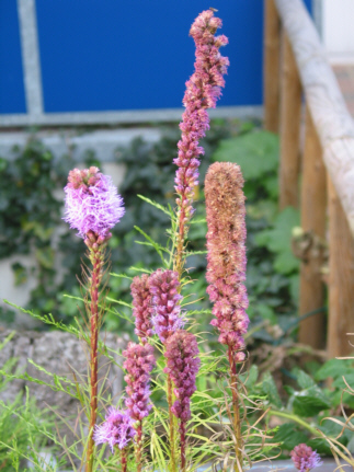 Wanderausstellung rund um den Stenshof - Hier klicken